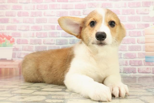 新潟県のウェルシュコーギーペンブローク (Coo&RIKU新潟東店/2025年9月16日生まれ/男の子/レッドホワイト)の子犬の3枚目の画像