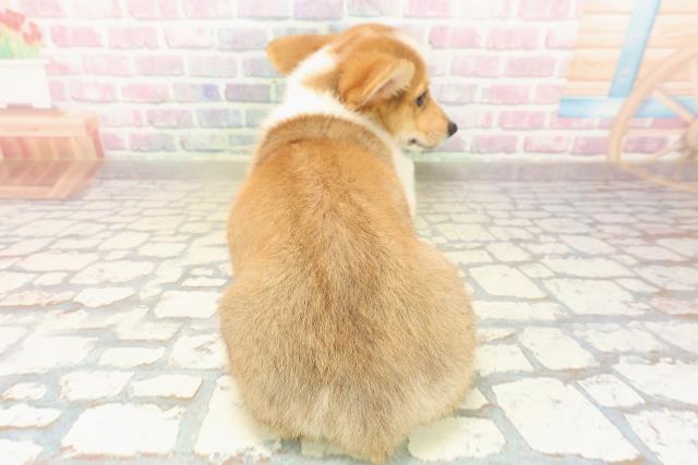 新潟県のウェルシュコーギーペンブローク (Coo&RIKU新潟東店/2025年9月16日生まれ/男の子/レッドホワイト)の子犬の4枚目の画像