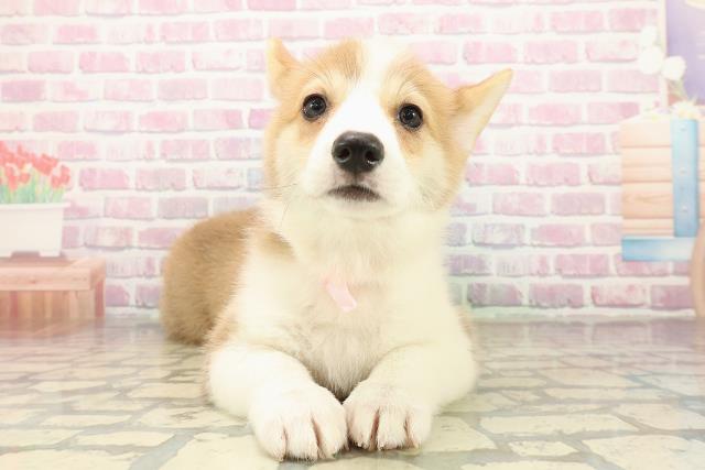 広島県のウェルシュコーギーペンブローク (Coo&RIKU福山店/2025年9月16日生まれ/女の子/レッドホワイト)の子犬の1枚目の画像