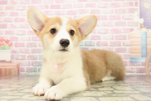 広島県のウェルシュコーギーペンブローク (Coo&RIKU福山店/2025年9月16日生まれ/女の子/レッドホワイト)の子犬の2枚目の画像