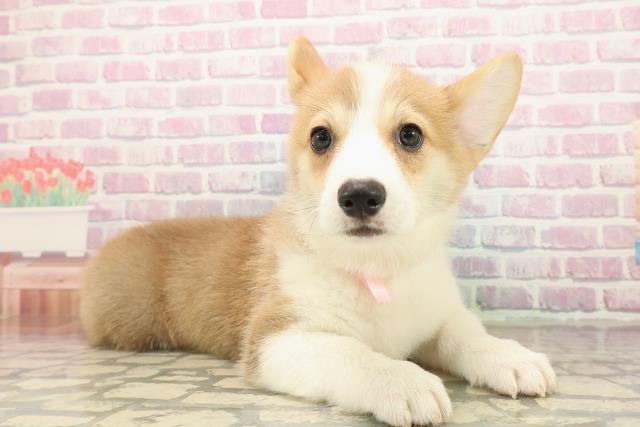 広島県のウェルシュコーギーペンブローク (Coo&RIKU福山店/2025年9月16日生まれ/女の子/レッドホワイト)の子犬の3枚目の画像