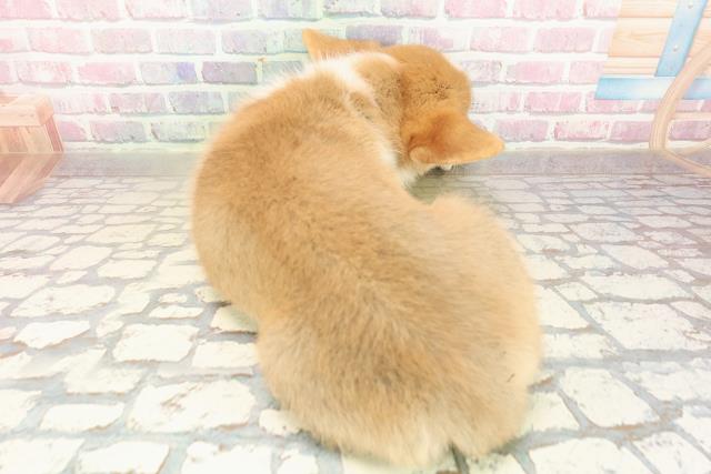 広島県のウェルシュコーギーペンブローク (Coo&RIKU福山店/2025年9月16日生まれ/女の子/レッドホワイト)の子犬の4枚目の画像