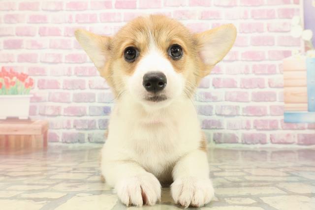 石川県のウェルシュコーギーペンブローク (Coo&RIKUイオン野々市南店/2025年9月16日生まれ/女の子/レッドホワイト)の子犬の1枚目の画像