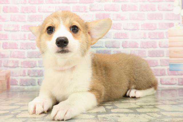 石川県のウェルシュコーギーペンブローク (Coo&RIKUイオン野々市南店/2025年9月16日生まれ/女の子/レッドホワイト)の子犬の2枚目の画像