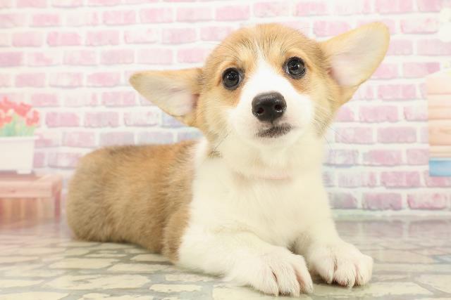 石川県のウェルシュコーギーペンブローク (Coo&RIKUイオン野々市南店/2025年9月16日生まれ/女の子/レッドホワイト)の子犬の3枚目の画像