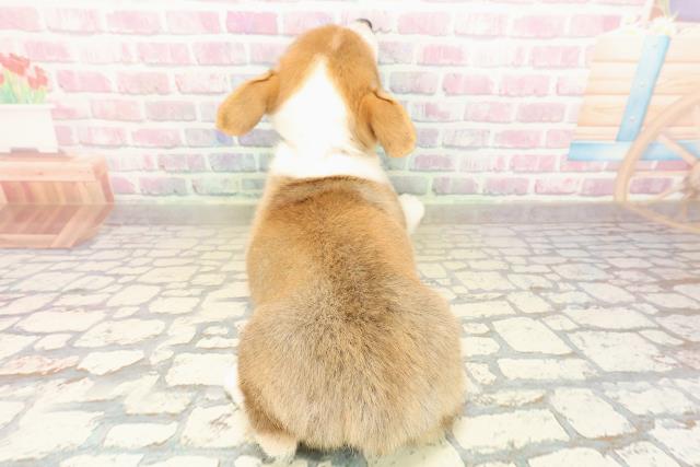 石川県のウェルシュコーギーペンブローク (Coo&RIKUイオン野々市南店/2025年9月16日生まれ/女の子/レッドホワイト)の子犬の4枚目の画像