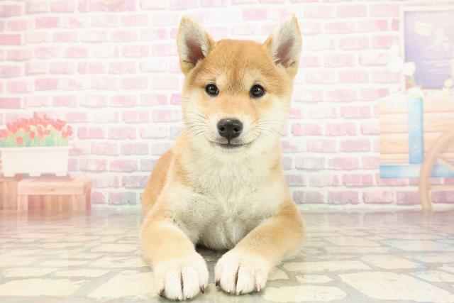 秋田県の柴犬(標準サイズ) (Coo&RIKU秋田店/2025年9月19日生まれ/男の子/赤)の子犬