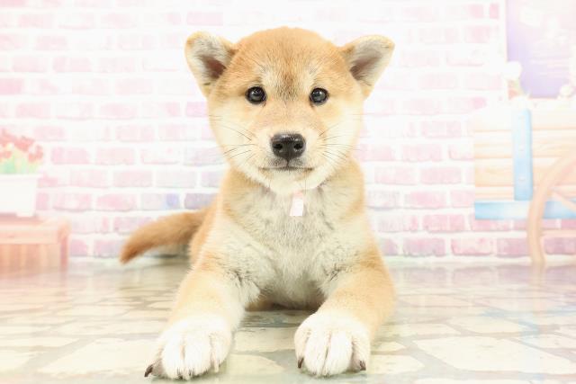 神奈川県の柴犬(標準サイズ) (Coo&RIKU長津田店/2025年9月19日生まれ/女の子/赤)の子犬の1枚目の画像