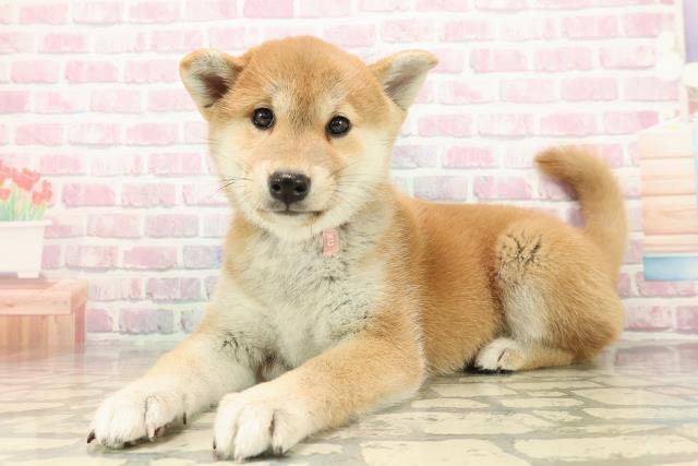 神奈川県の柴犬(標準サイズ) (Coo&RIKU長津田店/2025年9月19日生まれ/女の子/赤)の子犬の2枚目の画像