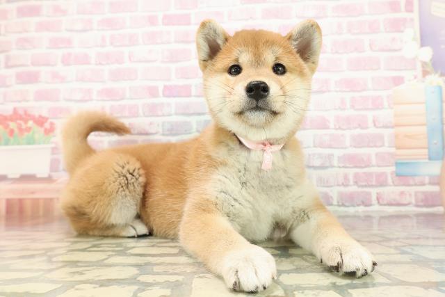 神奈川県の柴犬(標準サイズ) (Coo&RIKU長津田店/2025年9月19日生まれ/女の子/赤)の子犬の3枚目の画像