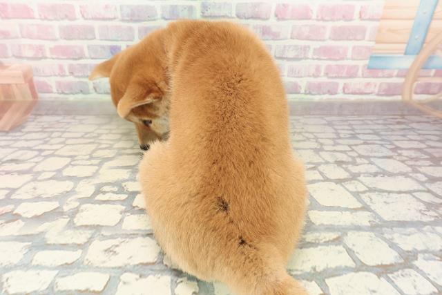 神奈川県の柴犬(標準サイズ) (Coo&RIKU長津田店/2025年9月19日生まれ/女の子/赤)の子犬の4枚目の画像