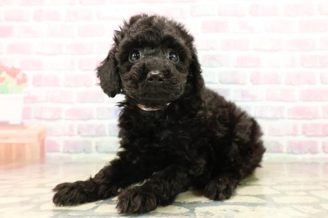 福井県のトイプードル(トイ) (Coo&RIKU福井店/2025年9月22日生まれ/女の子/ブラック)の子犬の2枚目の画像