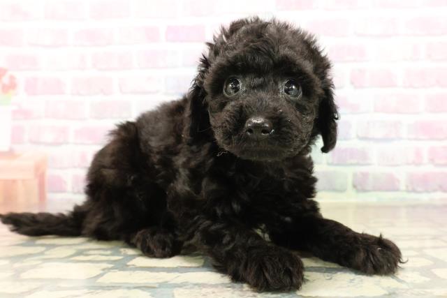 福井県のトイプードル(トイ) (Coo&RIKU福井店/2025年9月22日生まれ/女の子/ブラック)の子犬の3枚目の画像