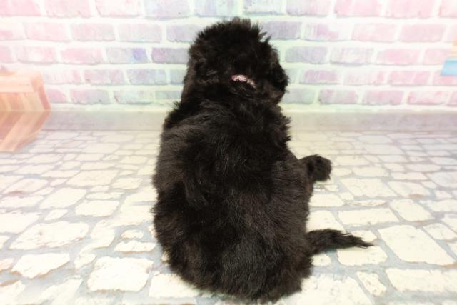 福井県のトイプードル(トイ) (Coo&RIKU福井店/2025年9月22日生まれ/女の子/ブラック)の子犬の4枚目の画像