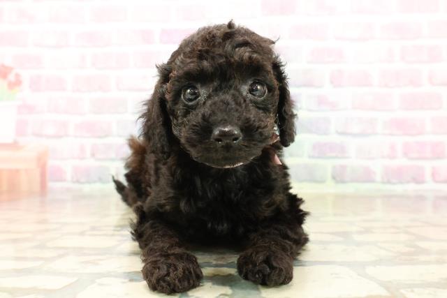 石川県のトイプードル(トイ) (Coo&RIKU金沢店/2025年9月22日生まれ/女の子/ブラック)の子犬の1枚目の画像