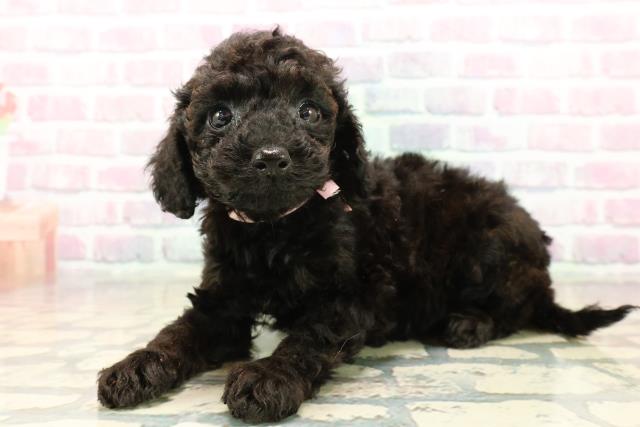 石川県のトイプードル(トイ) (Coo&RIKU金沢店/2025年9月22日生まれ/女の子/ブラック)の子犬の2枚目の画像