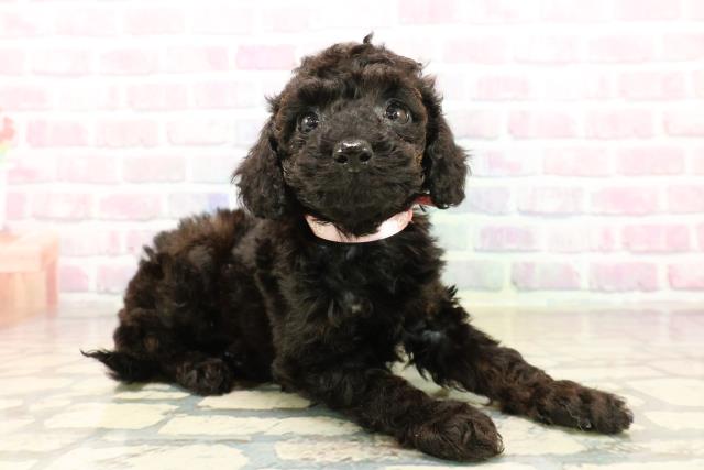 石川県のトイプードル(トイ) (Coo&RIKU金沢店/2025年9月22日生まれ/女の子/ブラック)の子犬の3枚目の画像