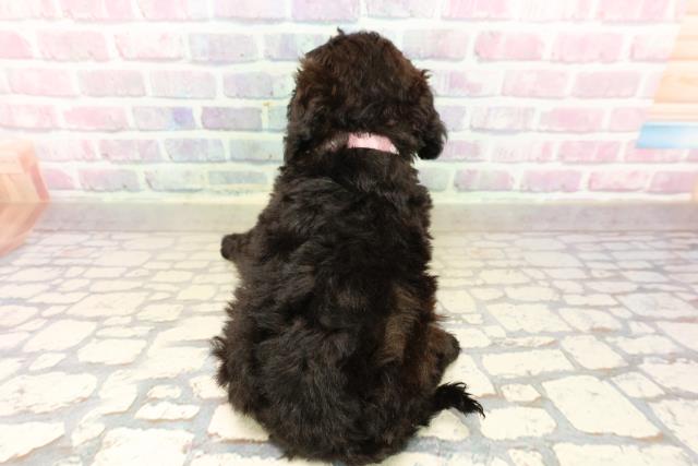 石川県のトイプードル(トイ) (Coo&RIKU金沢店/2025年9月22日生まれ/女の子/ブラック)の子犬の4枚目の画像