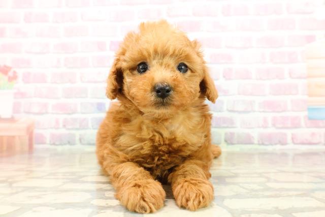 富山県のトイプードル(トイ) (Coo&RIKU富山店/2025年9月22日生まれ/女の子/レッド)の子犬の1枚目の画像