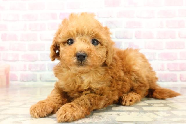 富山県のトイプードル(トイ) (Coo&RIKU富山店/2025年9月22日生まれ/女の子/レッド)の子犬の2枚目の画像