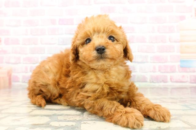 富山県のトイプードル(トイ) (Coo&RIKU富山店/2025年9月22日生まれ/女の子/レッド)の子犬の3枚目の画像