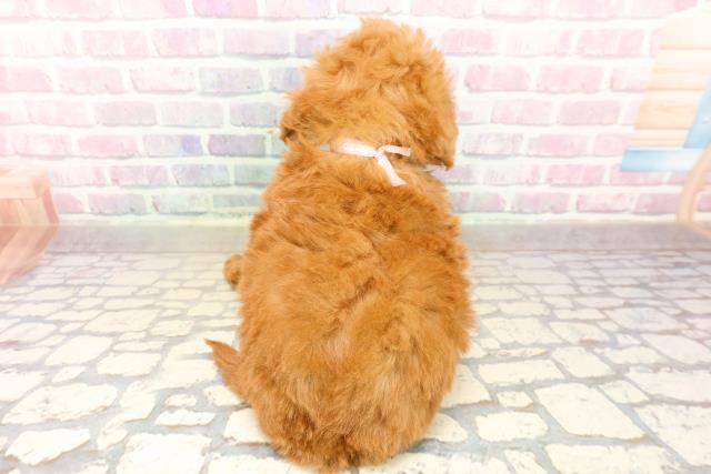 富山県のトイプードル(トイ) (Coo&RIKU富山店/2025年9月22日生まれ/女の子/レッド)の子犬の4枚目の画像