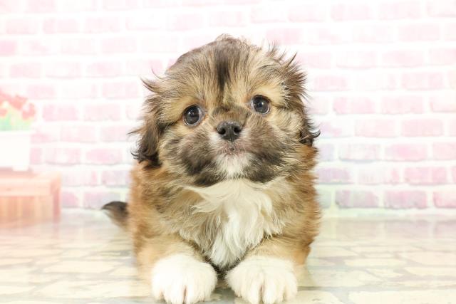 北海道のプーズー/プーシーズ(プードル×シーズー) (Coo&RIKU札幌東店/2025年9月22日生まれ/女の子/レッドホワイト)の子犬