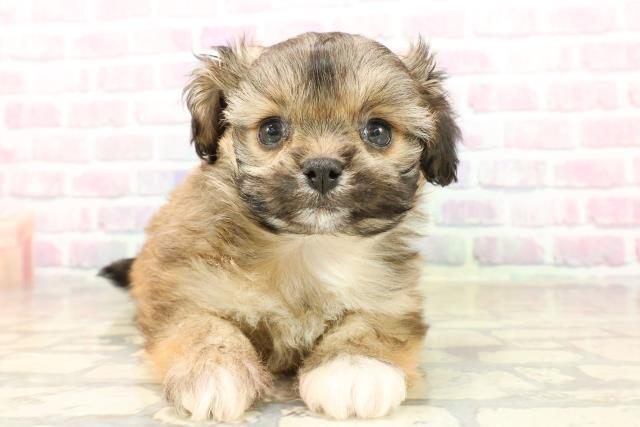 北海道のプーズー/プーシーズ(プードル×シーズー) (Coo&RIKU旭川店/2025年9月22日生まれ/女の子/レッドホワイト)の子犬