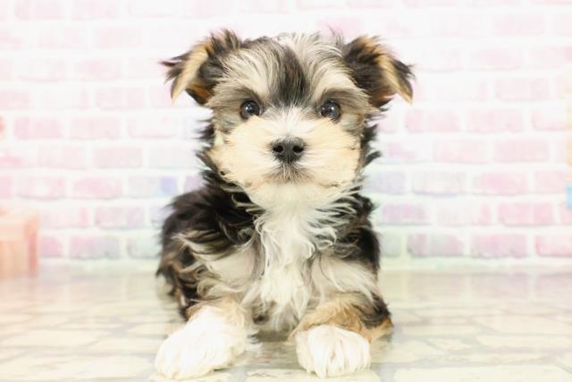 北海道のマルキー/マルヨーキー(マルチーズ×ヨークシャーテリア) (Coo&RIKU札幌西店/2025年9月22日生まれ/男の子/スチールブルータン)の子犬