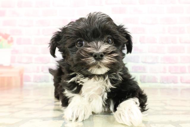 北海道のマルキー/マルヨーキー(マルチーズ×ヨークシャーテリア) (Coo&RIKU札幌東店/2025年9月22日生まれ/女の子/ブラックホワイト)の子犬