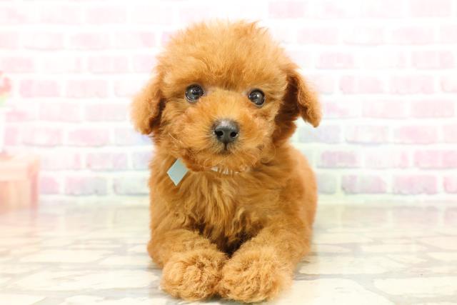 沖縄県のトイプードル(トイ) (Coo&RIKUイーアス沖縄豊崎店/2025年9月20日生まれ/男の子/レッド)の子犬の1枚目の画像