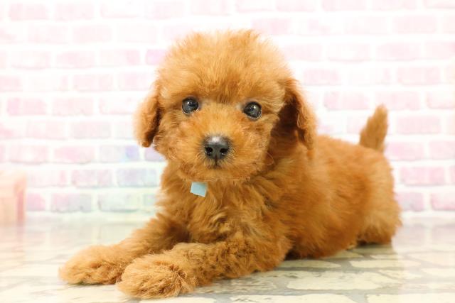 沖縄県のトイプードル(トイ) (Coo&RIKUイーアス沖縄豊崎店/2025年9月20日生まれ/男の子/レッド)の子犬の2枚目の画像