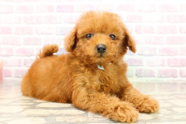 沖縄県のトイプードル(トイ) (Coo&RIKUイーアス沖縄豊崎店/2025年9月20日生まれ/男の子/レッド)の子犬の3枚目の画像