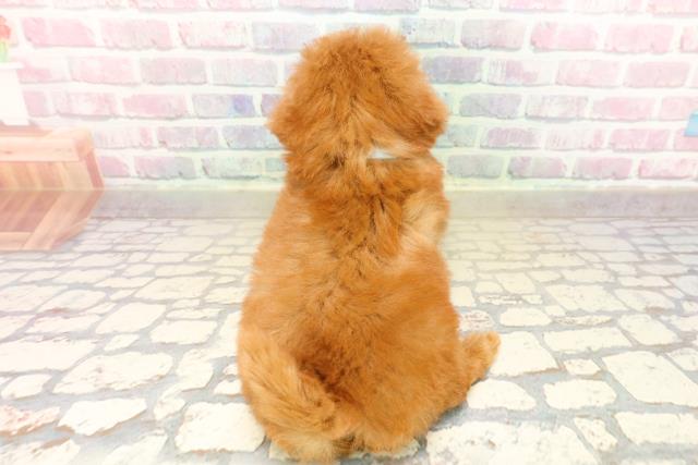 沖縄県のトイプードル(トイ) (Coo&RIKUイーアス沖縄豊崎店/2025年9月20日生まれ/男の子/レッド)の子犬の4枚目の画像