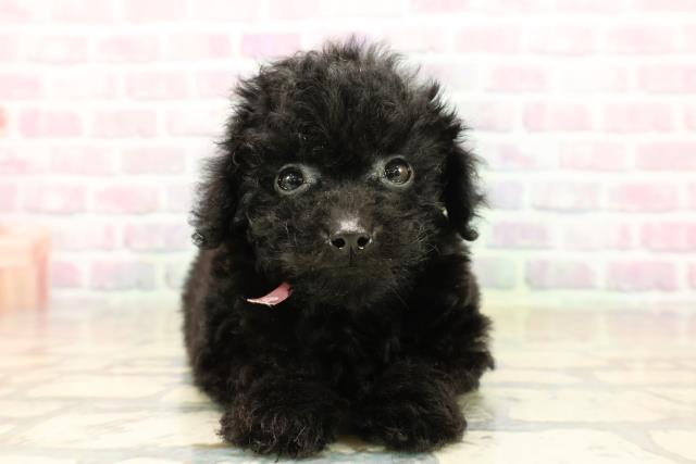 東京都のトイプードル(トイ) (Coo&RIKU武蔵小山店/2025年9月20日生まれ/女の子/ブラック)の子犬の1枚目の画像