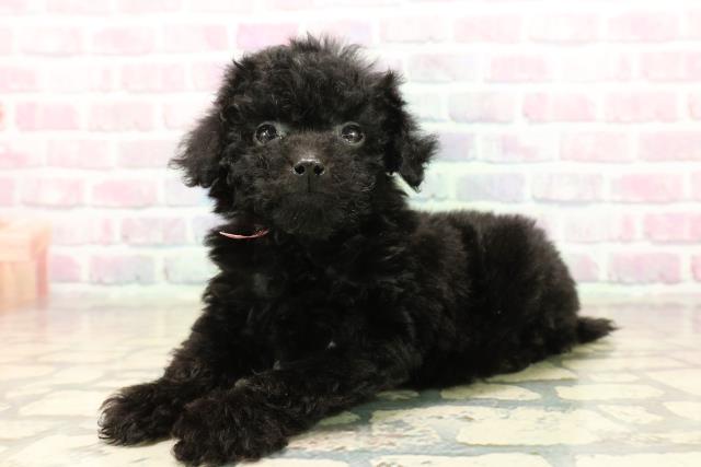 東京都のトイプードル(トイ) (Coo&RIKU武蔵小山店/2025年9月20日生まれ/女の子/ブラック)の子犬の2枚目の画像