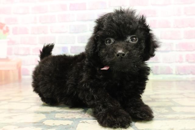 東京都のトイプードル(トイ) (Coo&RIKU武蔵小山店/2025年9月20日生まれ/女の子/ブラック)の子犬の3枚目の画像