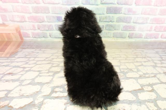 東京都のトイプードル(トイ) (Coo&RIKU武蔵小山店/2025年9月20日生まれ/女の子/ブラック)の子犬の4枚目の画像