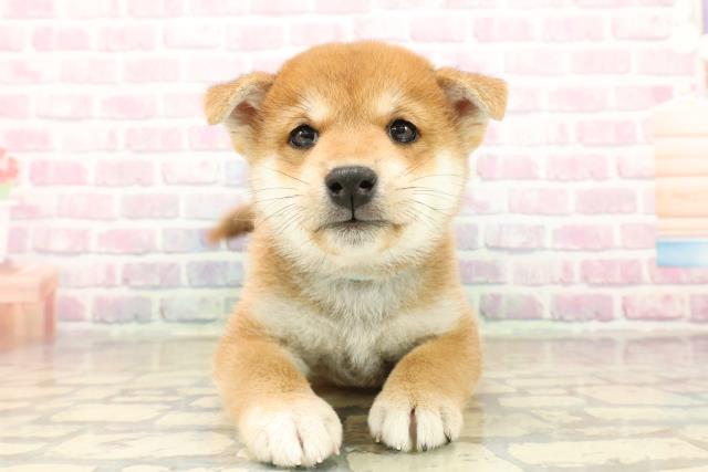 宮城県の柴犬(標準サイズ) (Coo&RIKU仙台太白店/2025年9月21日生まれ/男の子/赤)の子犬の1枚目の画像