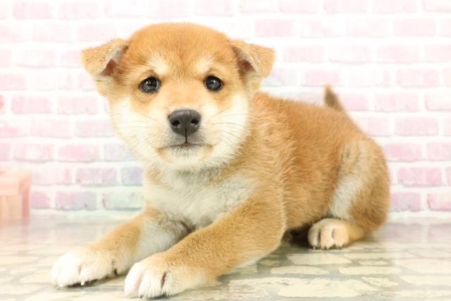 宮城県の柴犬(標準サイズ) (Coo&RIKU仙台太白店/2025年9月21日生まれ/男の子/赤)の子犬の2枚目の画像