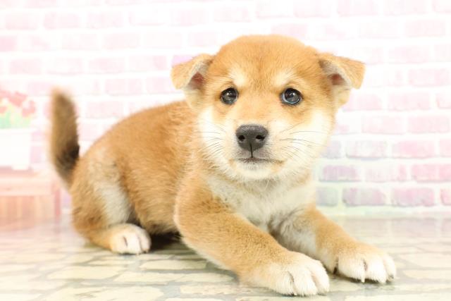 宮城県の柴犬(標準サイズ) (Coo&RIKU仙台太白店/2025年9月21日生まれ/男の子/赤)の子犬の3枚目の画像