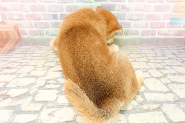 宮城県の柴犬(標準サイズ) (Coo&RIKU仙台太白店/2025年9月21日生まれ/男の子/赤)の子犬の4枚目の画像