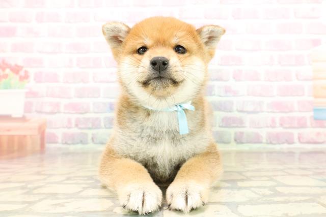 北海道の柴犬(標準サイズ) (Coo&RIKU釧路店/2025年9月21日生まれ/男の子/赤)の子犬