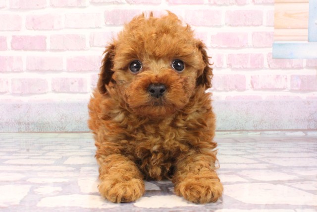 大阪府のトイプードル(ティーカップ) (Coo&RIKU高槻店/2025年9月18日生まれ/男の子/レッド)の子犬