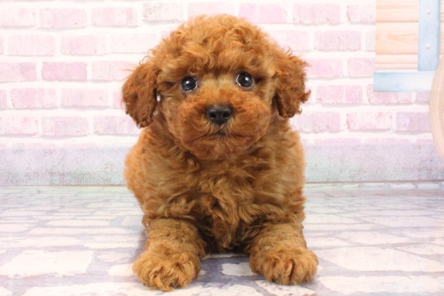 大阪府のトイプードル(ティーカップ) (Coo&RIKU松原店/2025年9月18日生まれ/男の子/レッド)の子犬の1枚目の画像