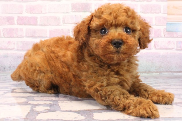 大阪府のトイプードル(ティーカップ) (Coo&RIKU松原店/2025年9月18日生まれ/男の子/レッド)の子犬の2枚目の画像