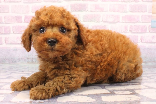 大阪府のトイプードル(ティーカップ) (Coo&RIKU松原店/2025年9月18日生まれ/男の子/レッド)の子犬の3枚目の画像