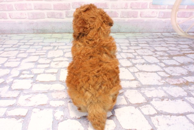 大阪府のトイプードル(ティーカップ) (Coo&RIKU松原店/2025年9月18日生まれ/男の子/レッド)の子犬の4枚目の画像