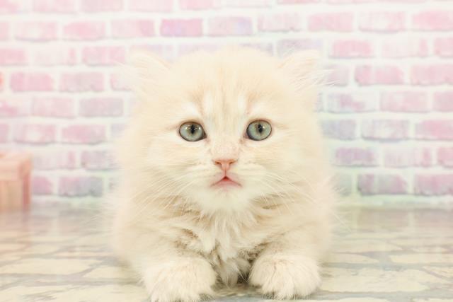 新潟県のミヌエット (Coo&RIKU新潟西店/2025年9月16日生まれ/女の子/クリームタビー)の子猫の1枚目の画像