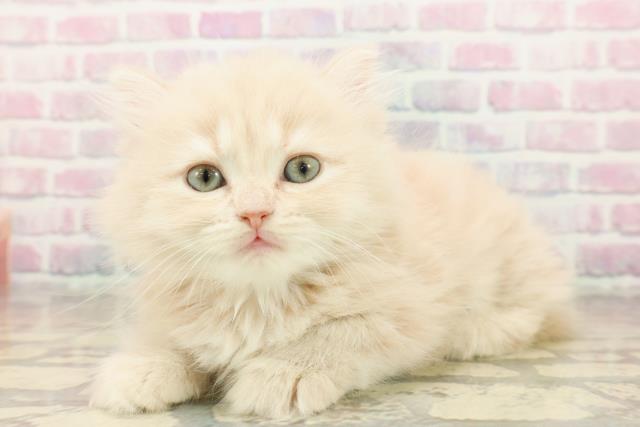 新潟県のミヌエット (Coo&RIKU新潟西店/2025年9月16日生まれ/女の子/クリームタビー)の子猫の2枚目の画像